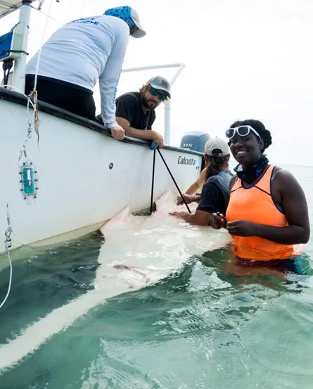 Jasmin stands next to an adult smalltooth sawfish, which was briefly captured for research purposes.