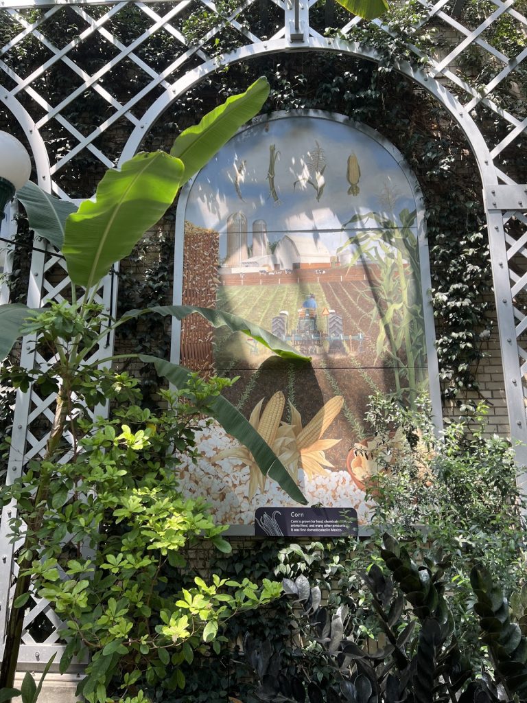 Picture from Botanical Gardens of the cultural importance of bananas.