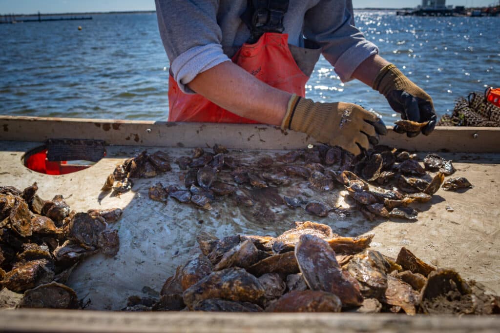 A person, only visible at the torso and arms, wears work gloves while processing oysters on a table by the water. A person, only visible at the torso and arms, wears work gloves while processing oysters on a table by the water.