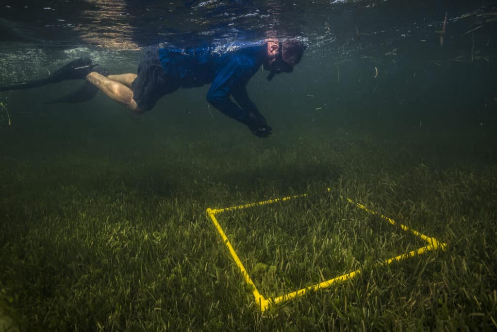 A researcher wearing a mask and fins snorkels in shallow water over a bed of seagrass brightened by sunlight. A square section of the underwater meadow is outlined by yellow markers for study. A researcher wearing a mask and fins snorkels in shallow water over a bed of seagrass brightened by sunlight. A square section of the underwater meadow is outlined by yellow markers for study.